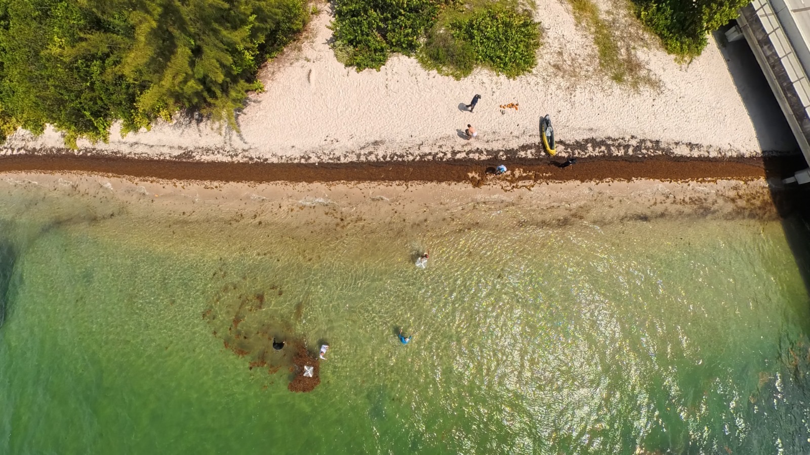 Aerial view of a shoreline with a brown band of sargassum along the waterline and a drifter in the shallows