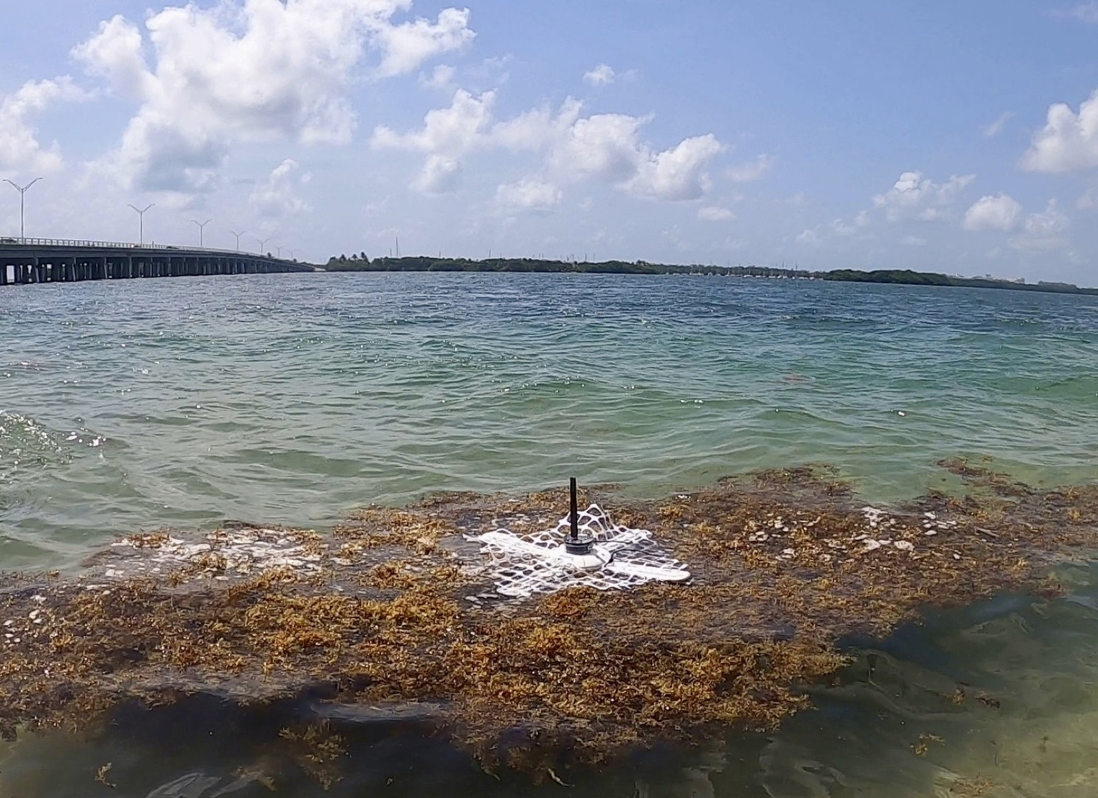 A sargassum drifter prototype, a white lattice frame with an antenna mast, riding a floating sargassum mat near a bridge
