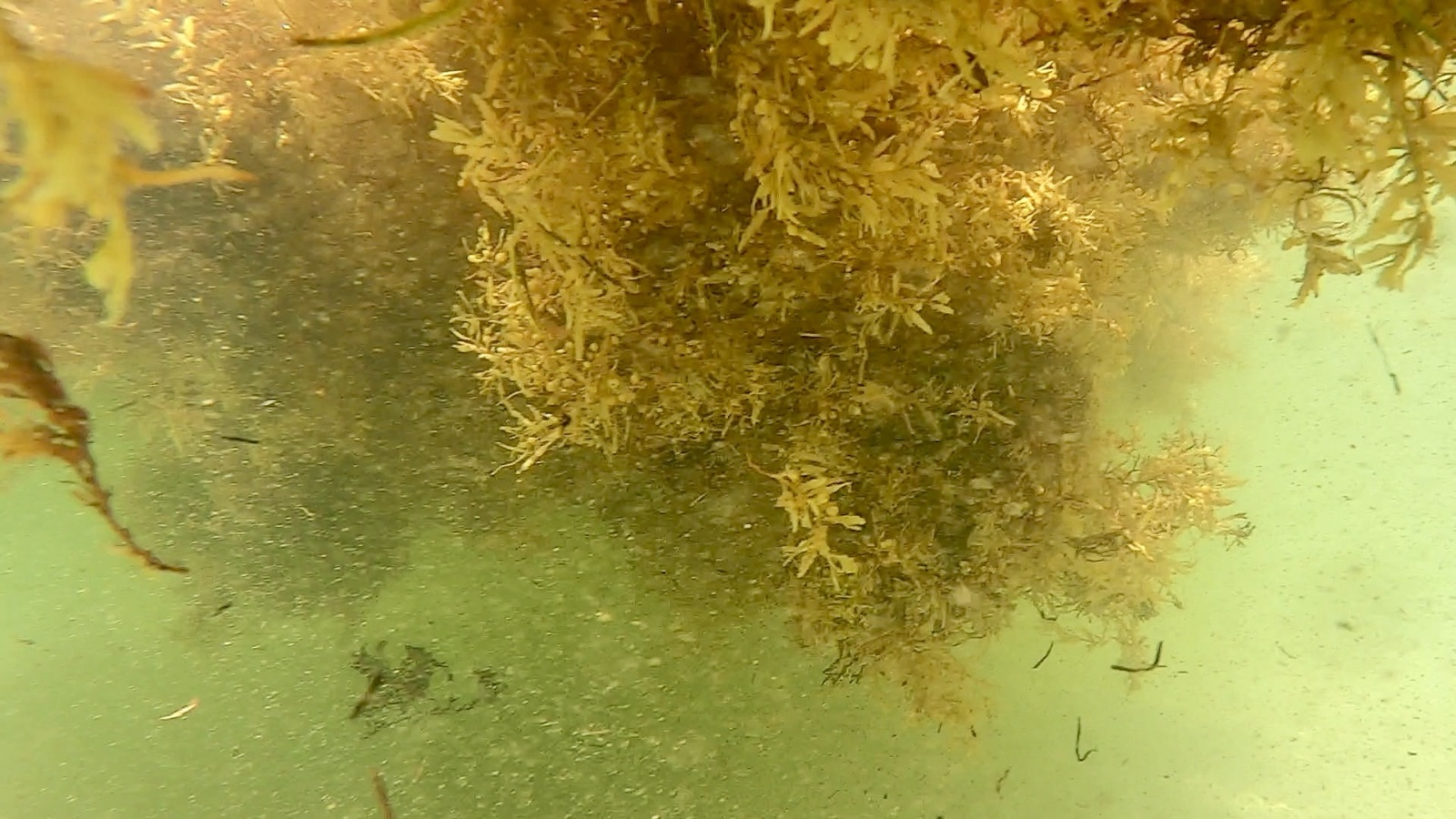 Underwater photo of the underside of a sargassum mat in green water
